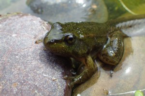 Grenouille verte indéterminée (Pelophylax sp.) - Indefinite green frog