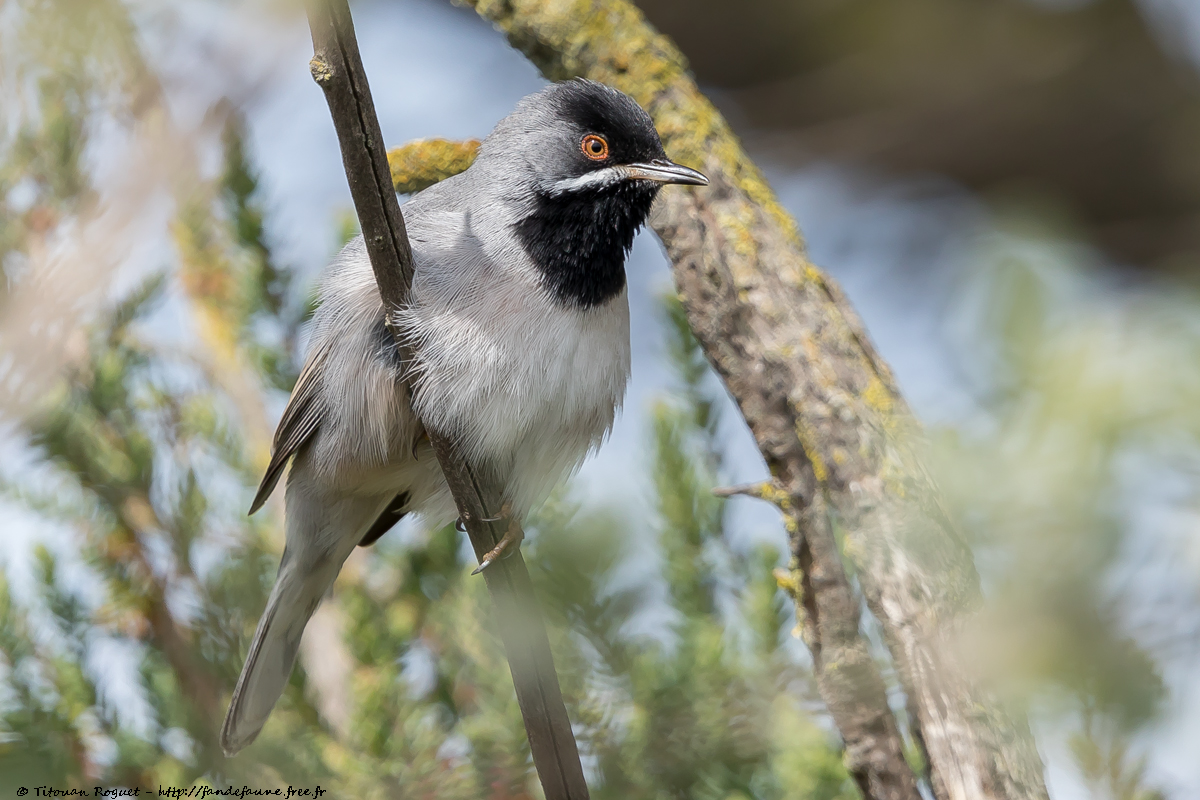 Fauvette de Rüppell (Curruca ruppeli) - Rüppell's Warbler