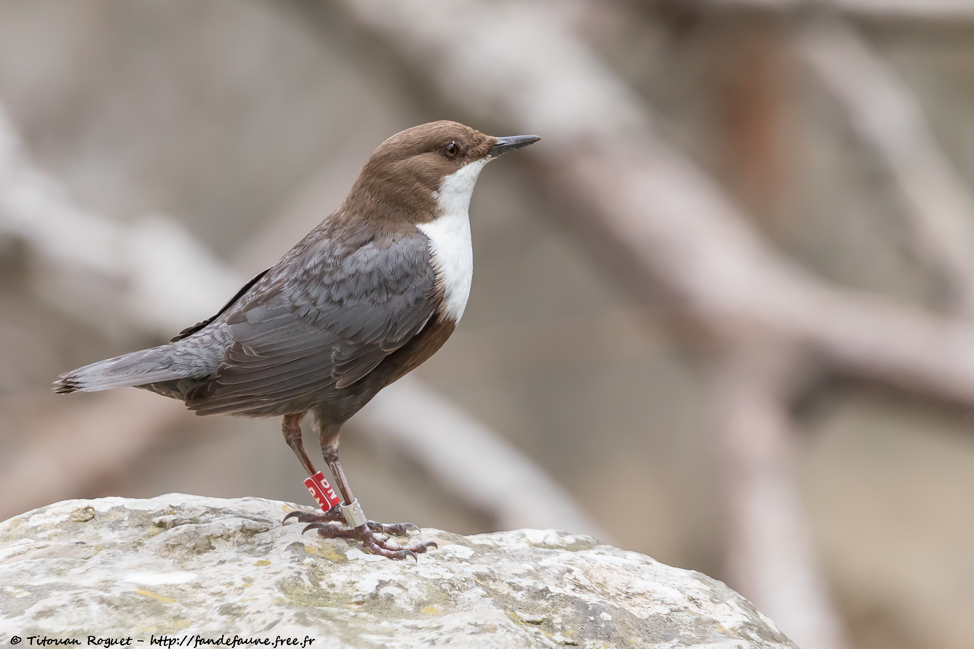Cincle plongeur (Cinclus cinclus) - White-throated Dipper