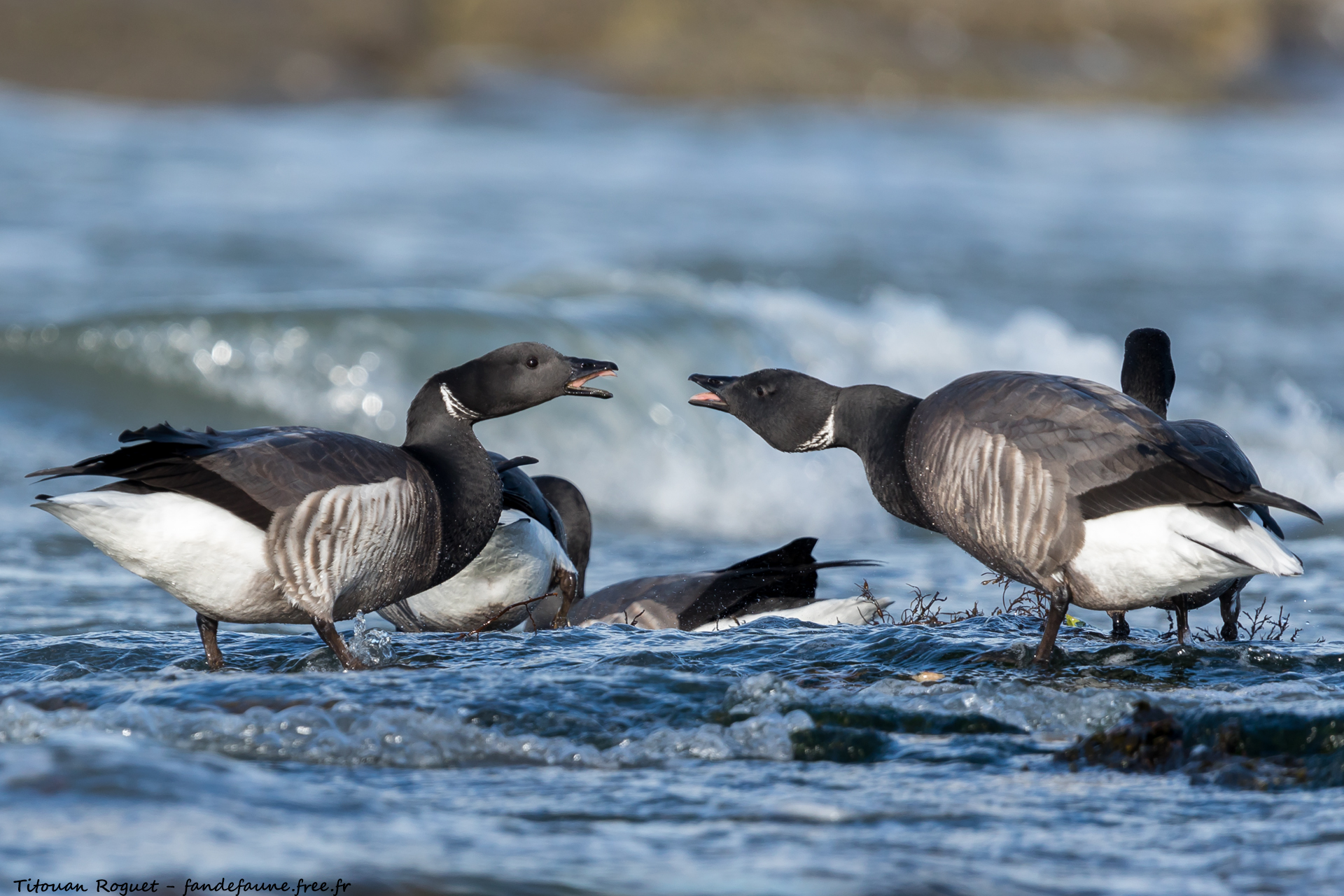 Bernache cravant (Branta bernicla) - Brant Goose
