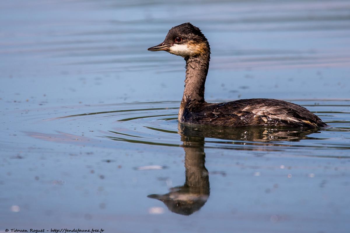 Grèbe à cou noir (Podiceps nigricollis) - Black-necked Grebe