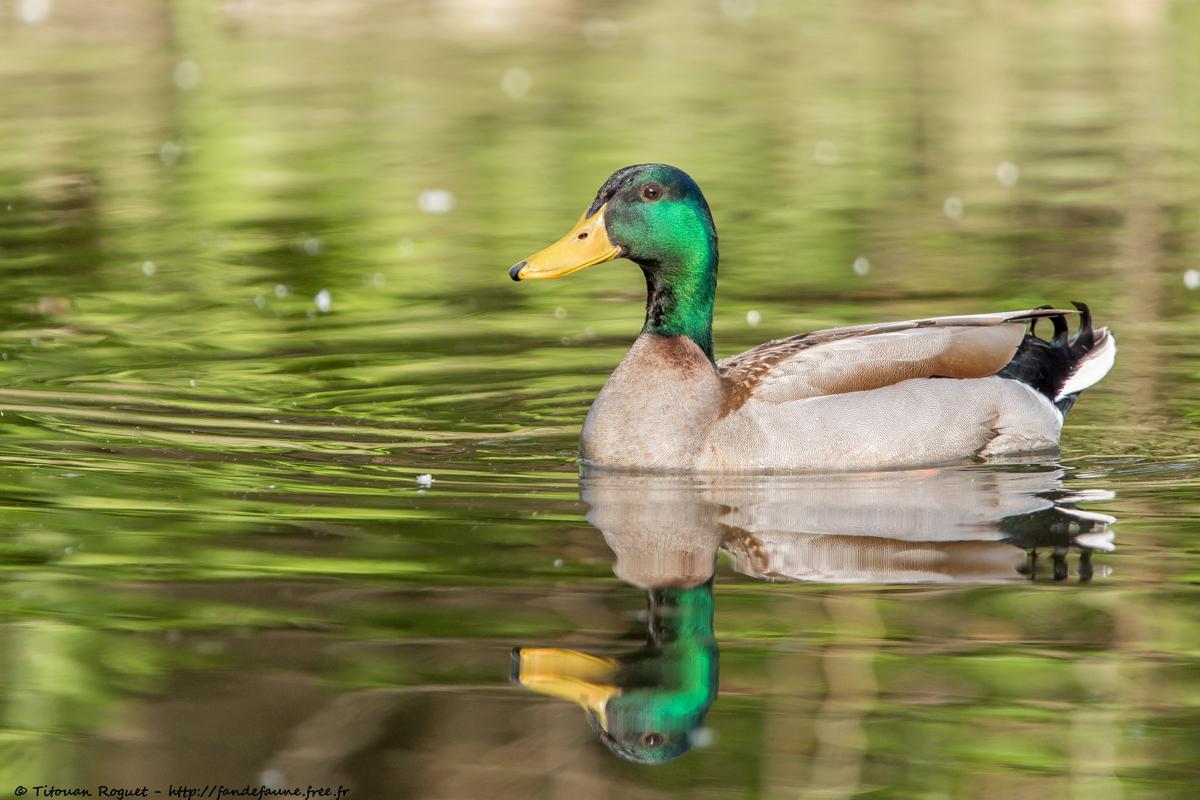 Canard colvert (Anas platyrhynchos) - Mallard