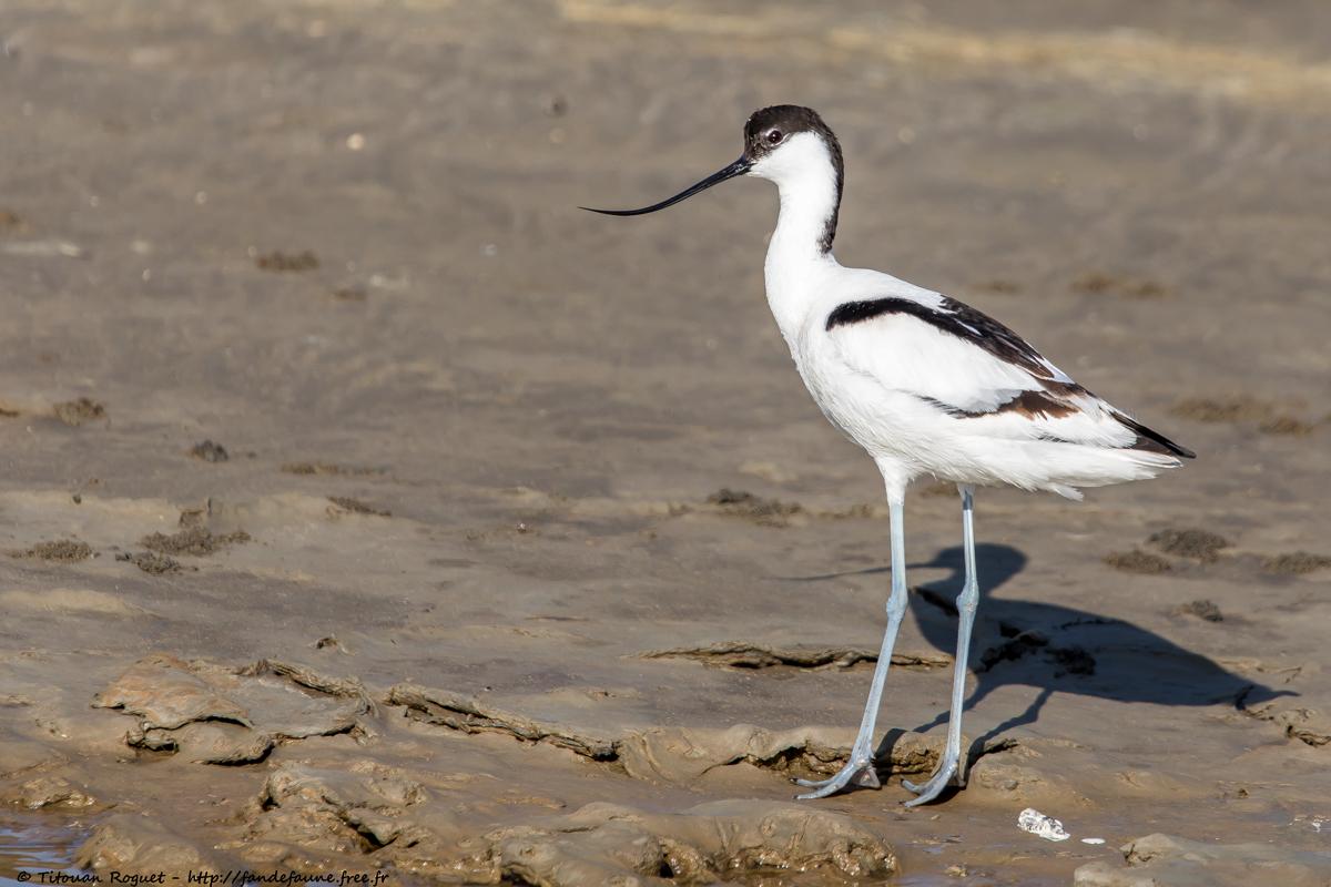 Avocette élégante (Recurvirostra avosetta) - Pied Avocet