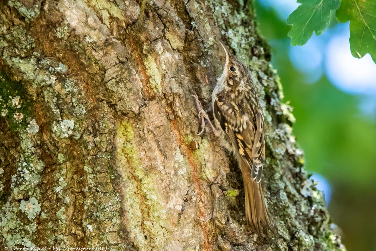 Grimpereau des jardins (Certhia brachydactyla) - Short-toed Treecreeper