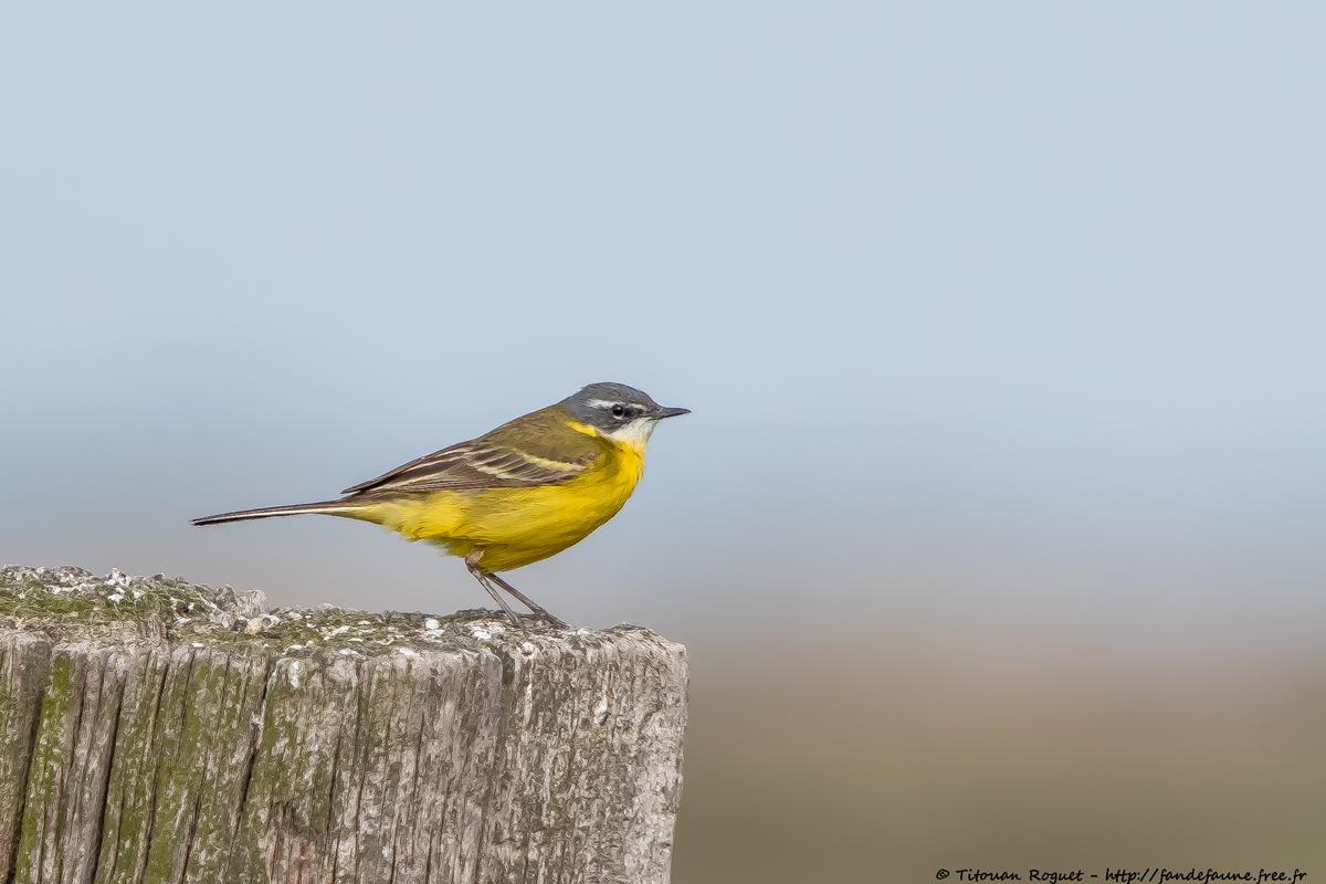 Bergeronnette printanière (Motacilla flava) - Western Yellow Wagtail