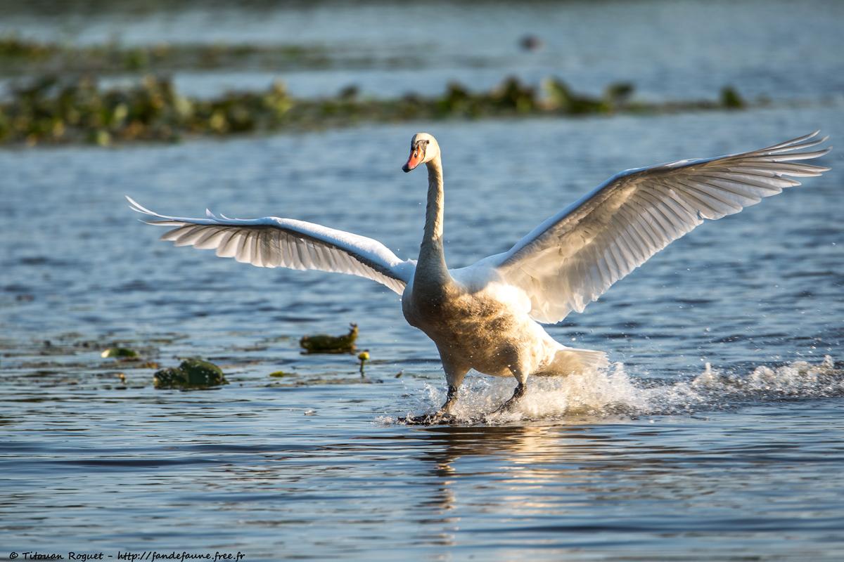 Cygne tuberculé Cygnus olor - Mute Swan