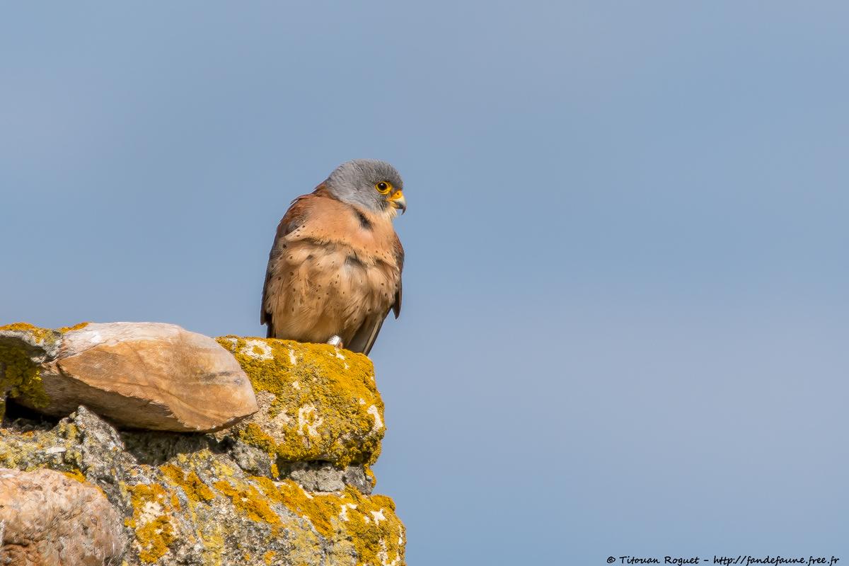 Faucon crécerellette (Falco naumanni) - Lesser Kestrel