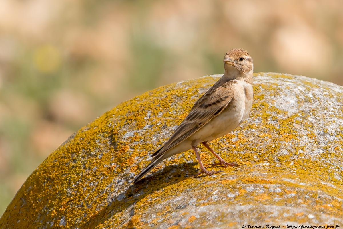 Alouette calandrelle (Calandrella brachydactyla) - Greater Short-toed Lark