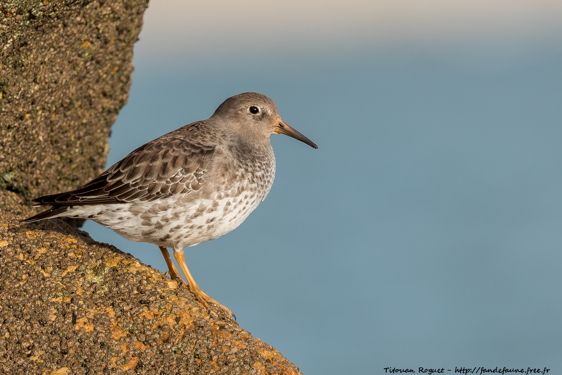 Bécasseau violet (Calidris maritima) - Purple Sandpiper