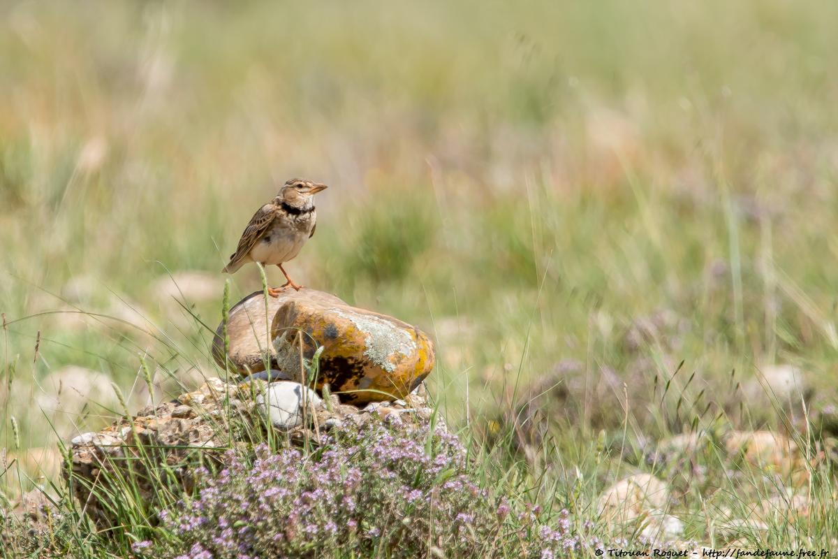 Alouette calandre (Melanocorypha calandra) - Calandra Lark