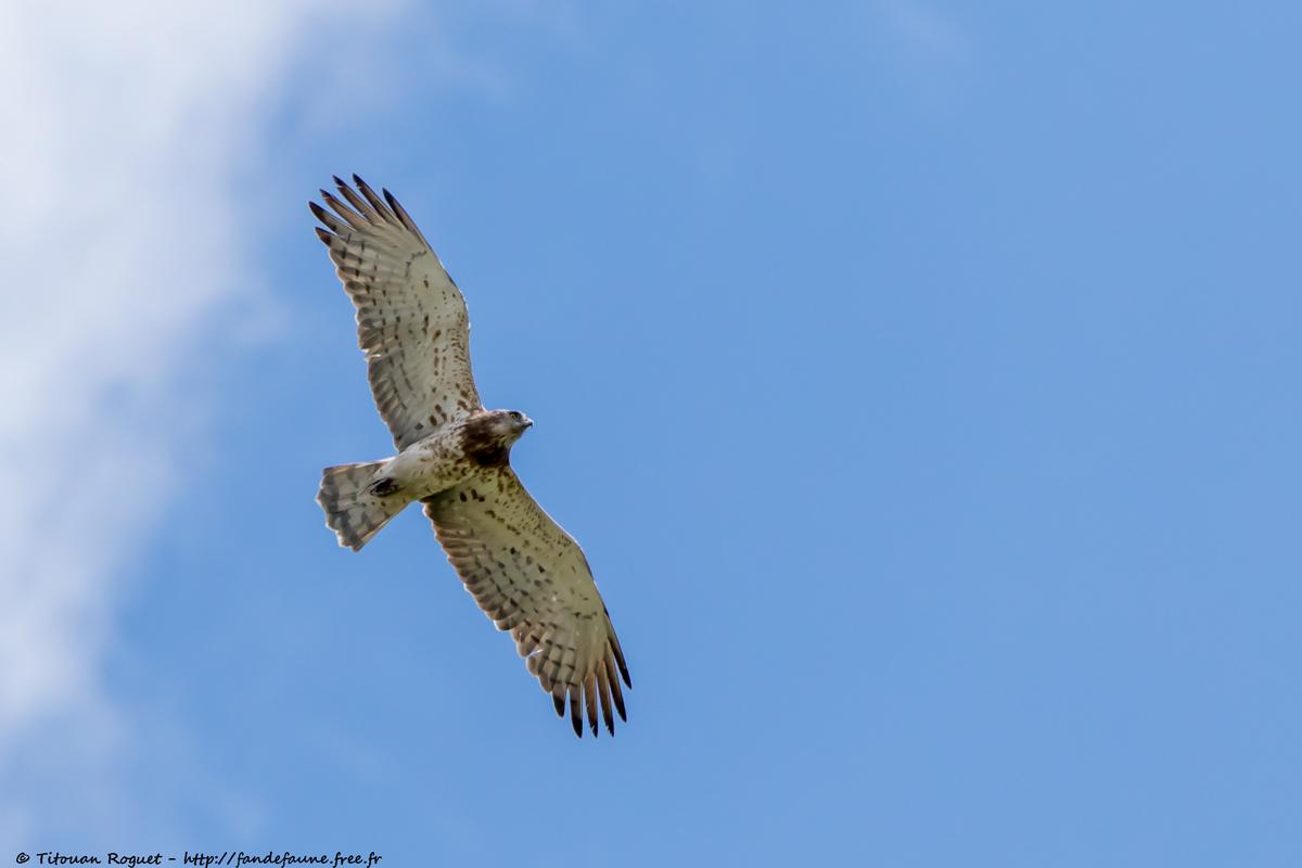 Circaète Jean-le-Blanc (Circaetus gallicus) - Short-toed Snake Eagle
