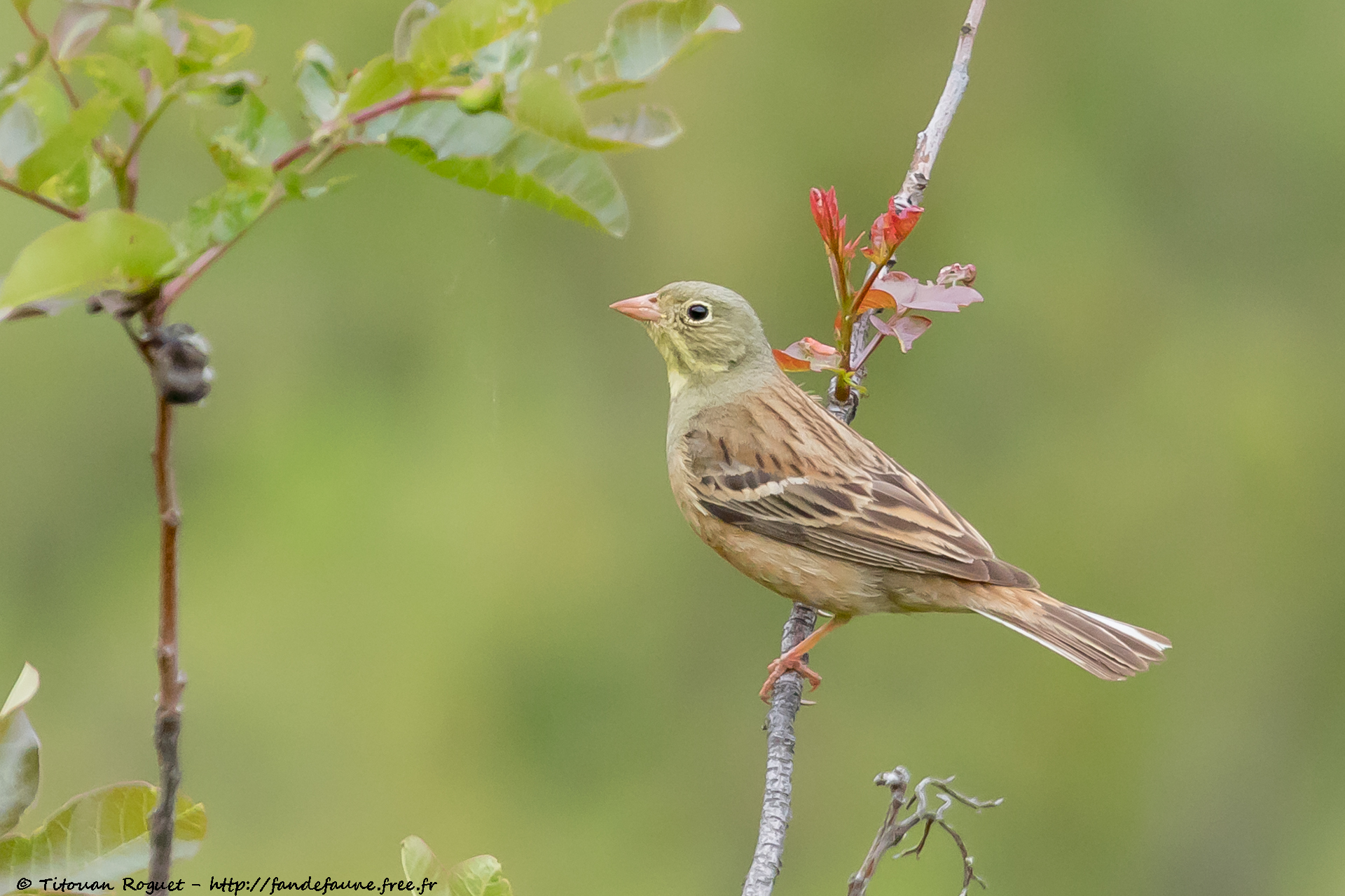 Bruant ortolan (Emberiza hortulana) - Ortolan Bunting
