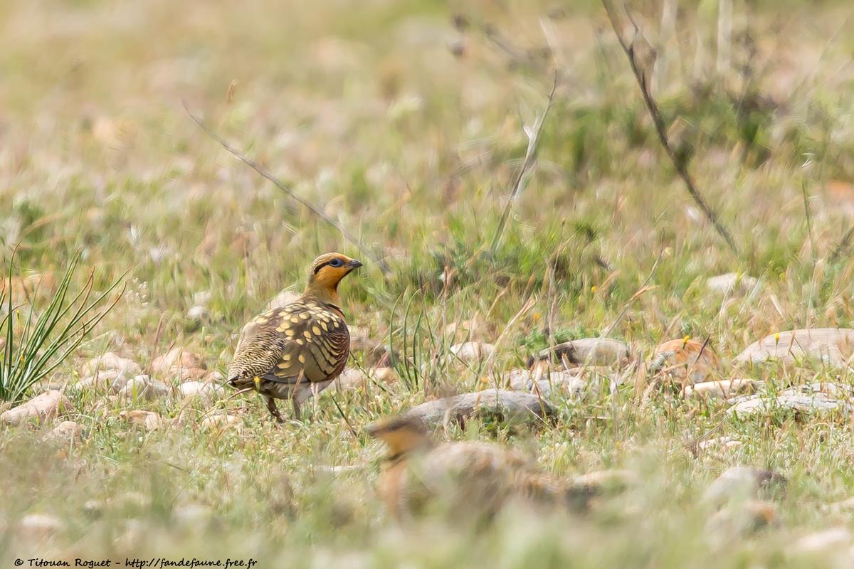 Ganga cata (Pterocles alchata) - Pin-tailed Sandgrouse