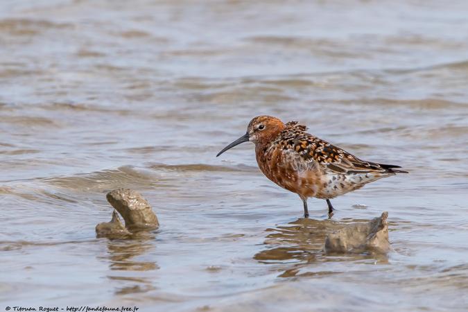 Bécasseau cocorli (Calidris ferruginea) - Curlew Sandpiper