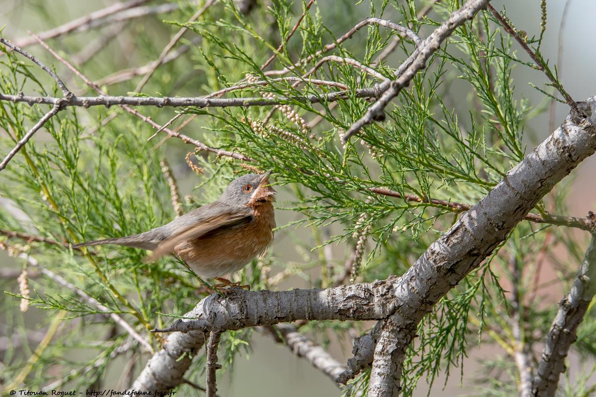 Fauvette de Moltoni (Curruca subalpina) - Moltoni's Warbler