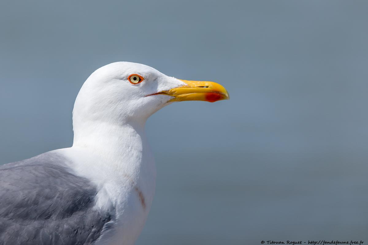 Goéland leucophée (Larus michahellis) - Yellow-legged Gull