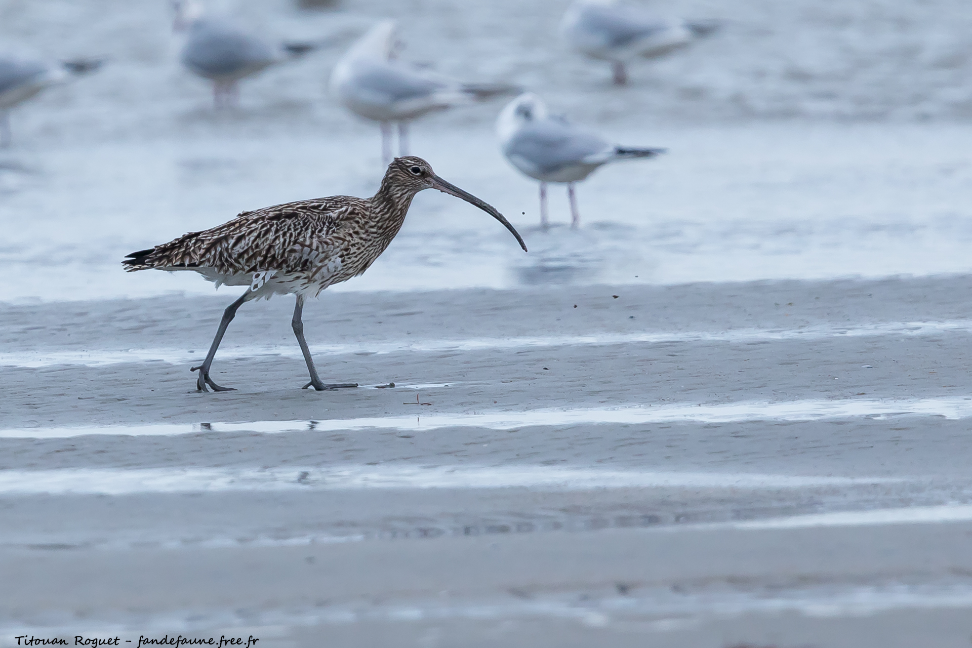 Courlis cendré (Numenius arquata) - Eurasian Curlew