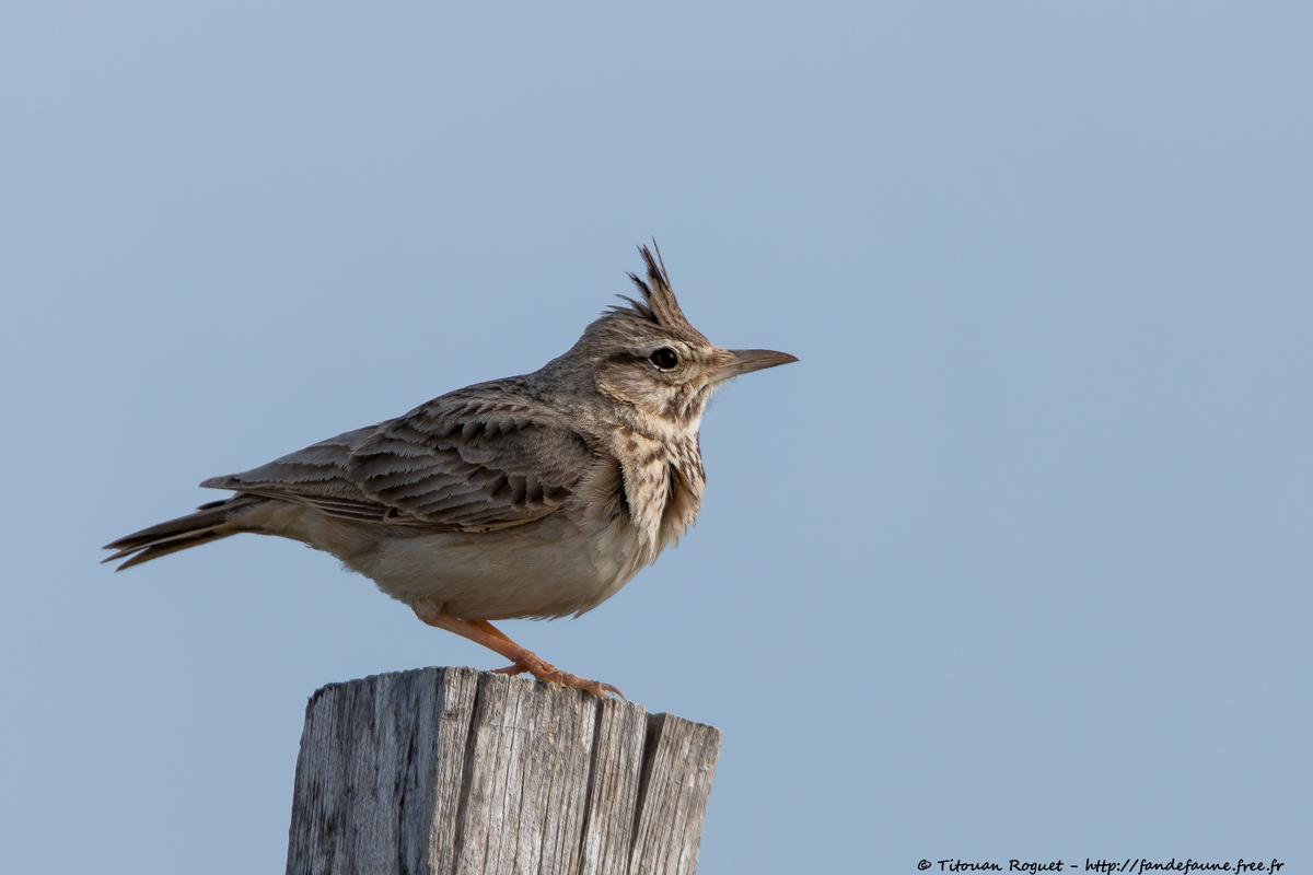 Cochevis huppé (Galerida cristata) - Crested Lark