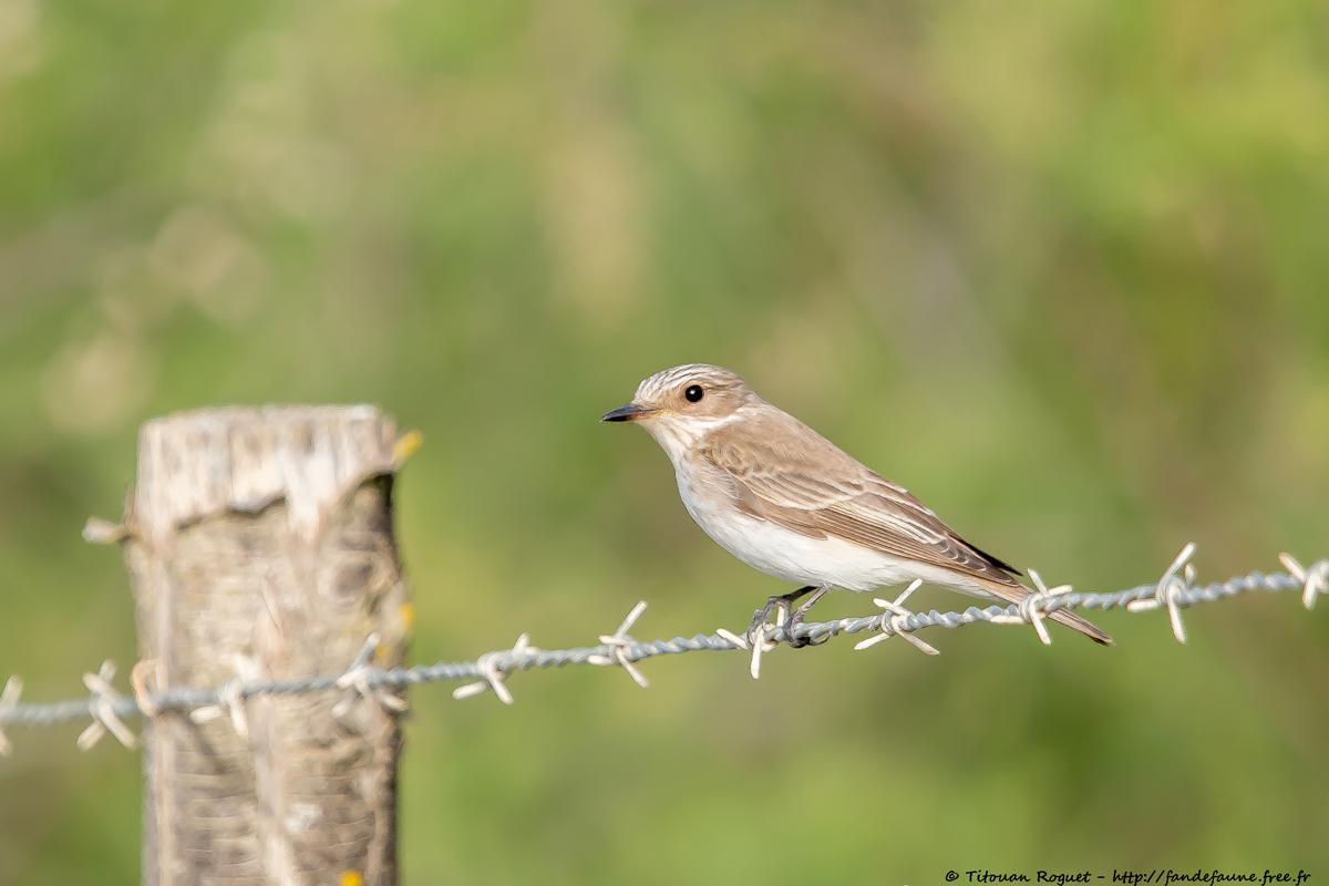 Gobemouche méditerranéen (Muscicapa tyrrhenica balearica) - Mediterranean Flycatcher (balearica)