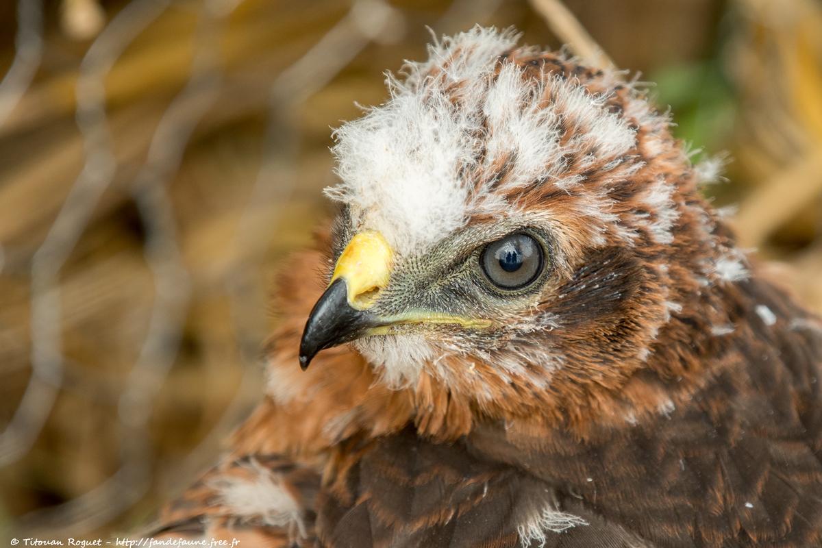 Busard cendré (Circus pygargus) - Montagu's Harrier
