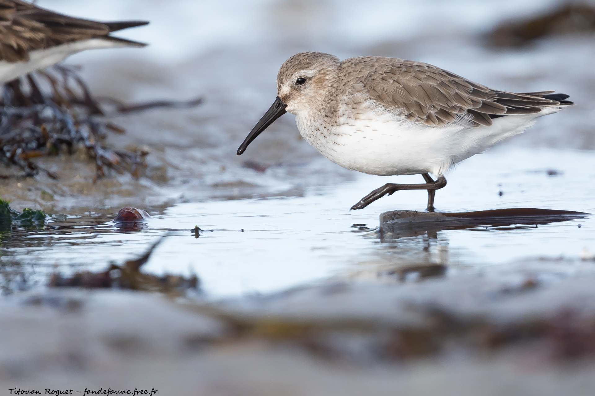 Bécasseau variable (Calidris alpina) - Dunlin