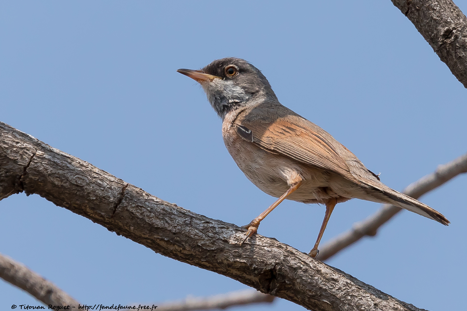 Fauvette à lunettes (Curruca conspicillata) - Spectacled Warbler