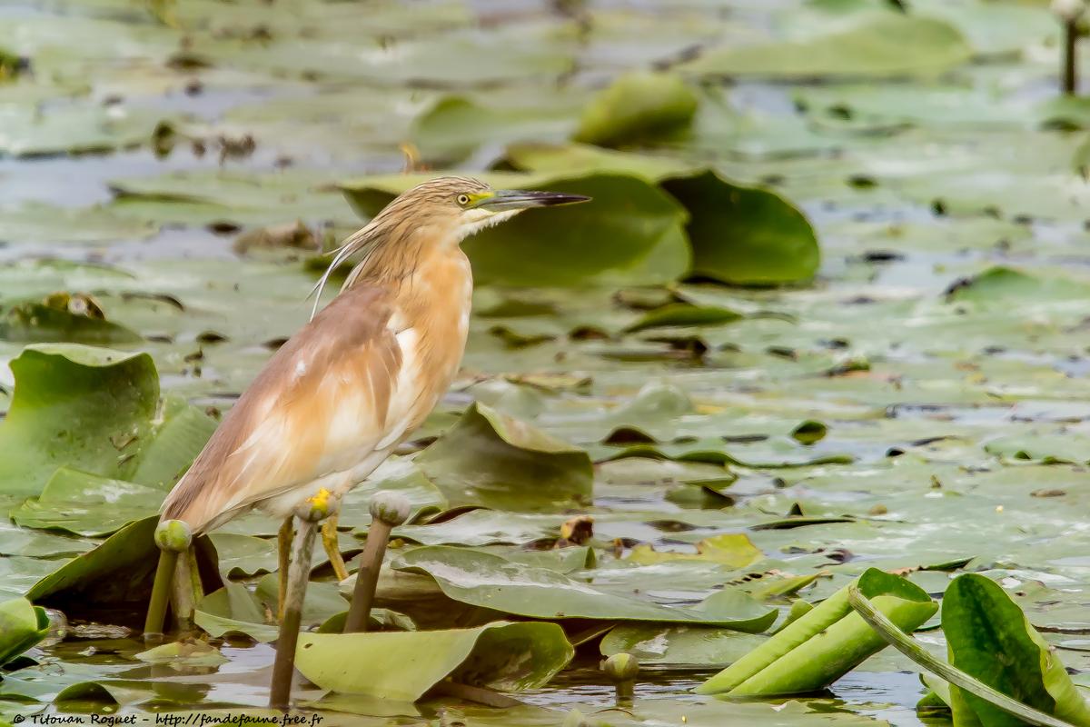Crabier chevelu (Ardeola ralloides) - Squacco Heron