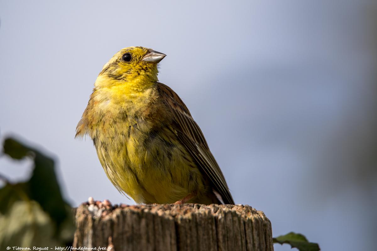Bruant jaune (Emberiza citrinella) - Yellowhammer