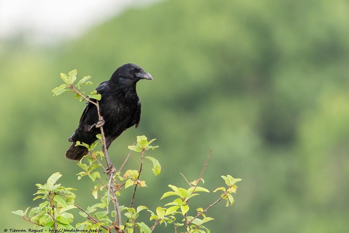 Corneille noire (Corvus corone) - Carrion Crow