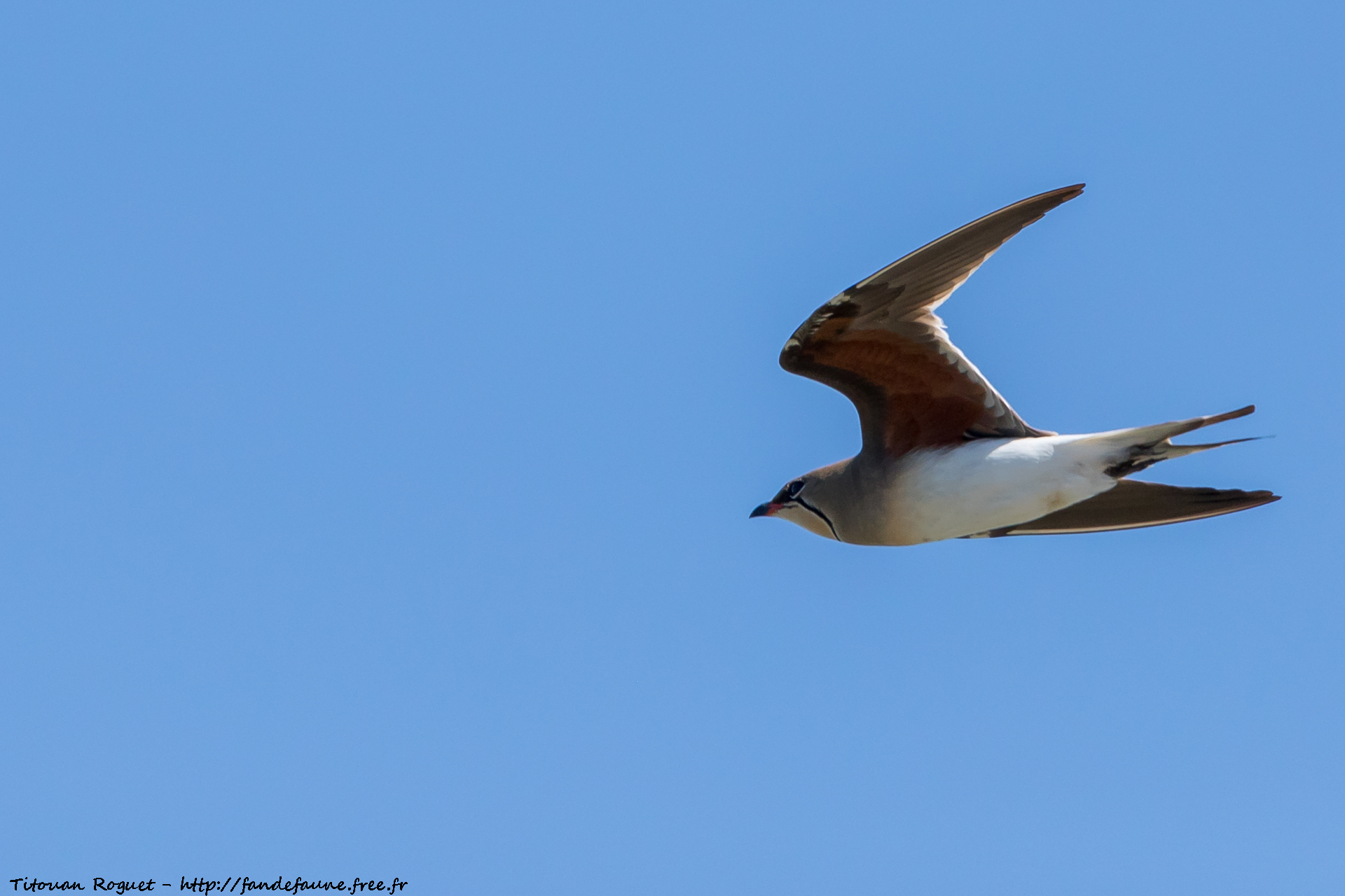 Glaréole à collier (Glareola pratincola) - Collared Pratincole