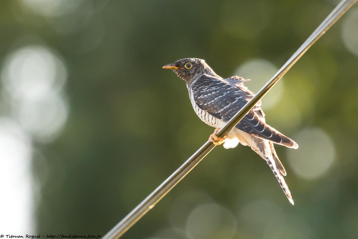 Coucou gris (Cuculus canorus) - Common Cuckoo