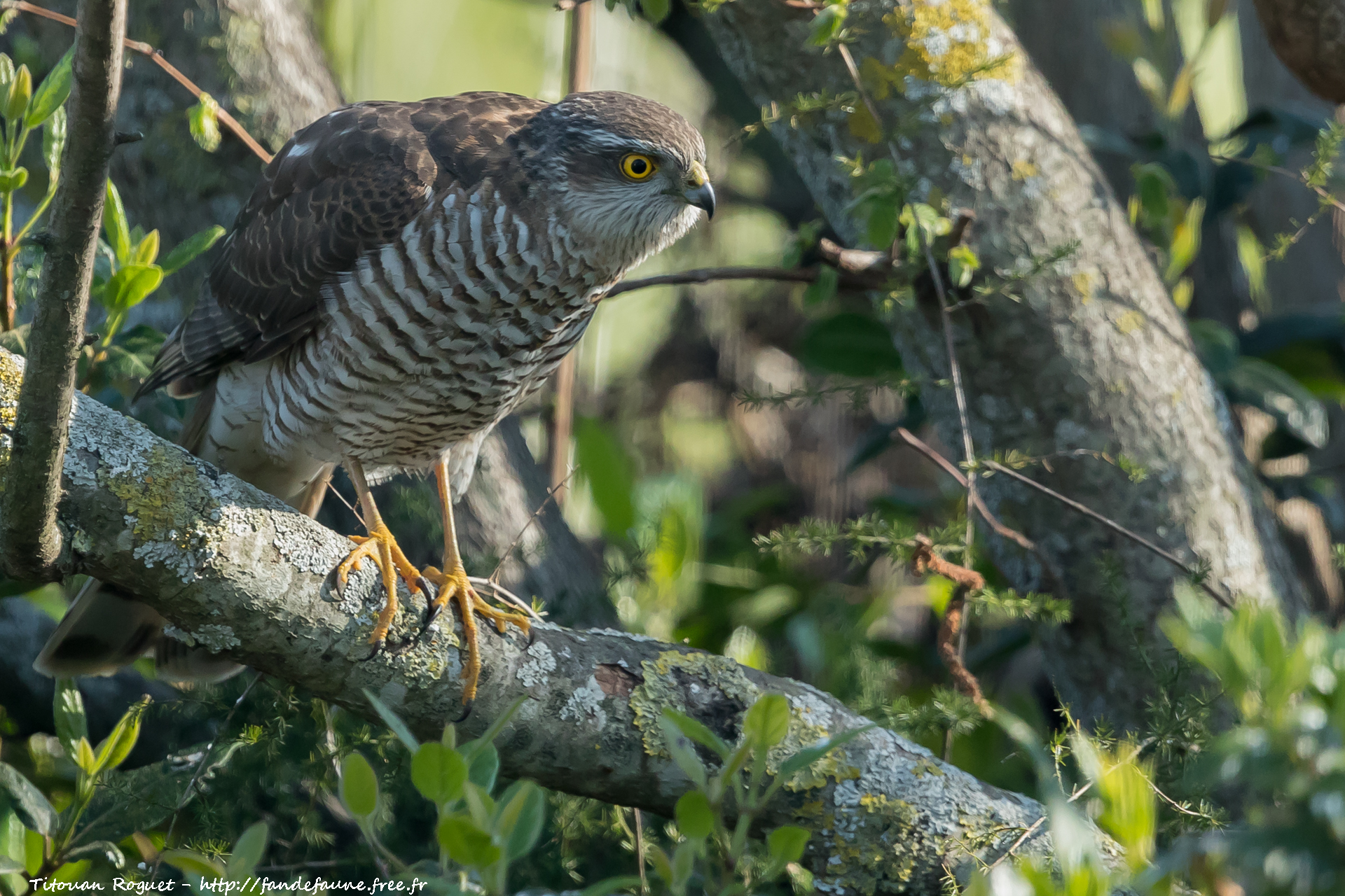 Épervier d'Europe (Accipiter nisus) - Eurasian Sparrowhawk