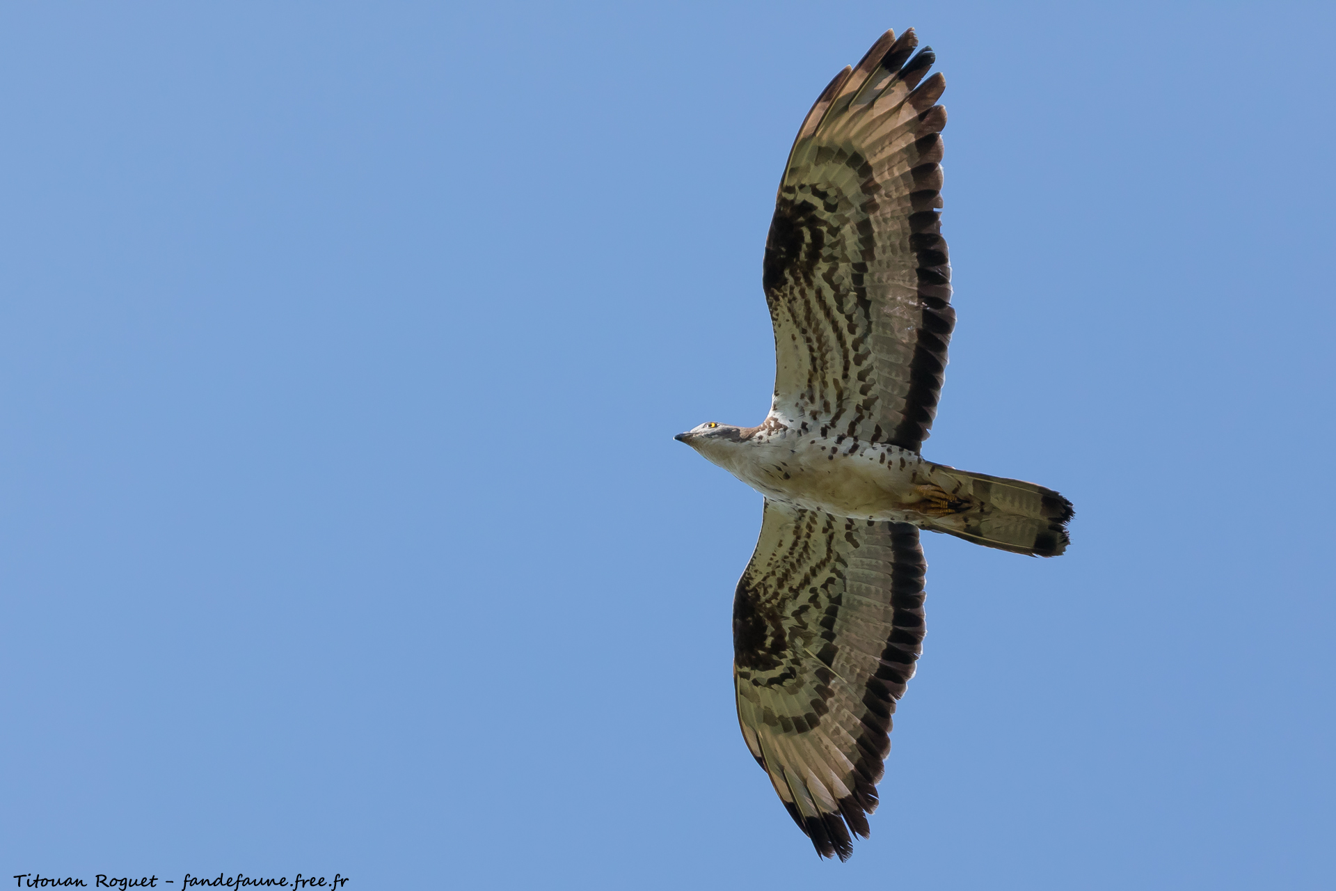 Bondrée apivore (Pernis apivorus) - European Honey Buzzard
