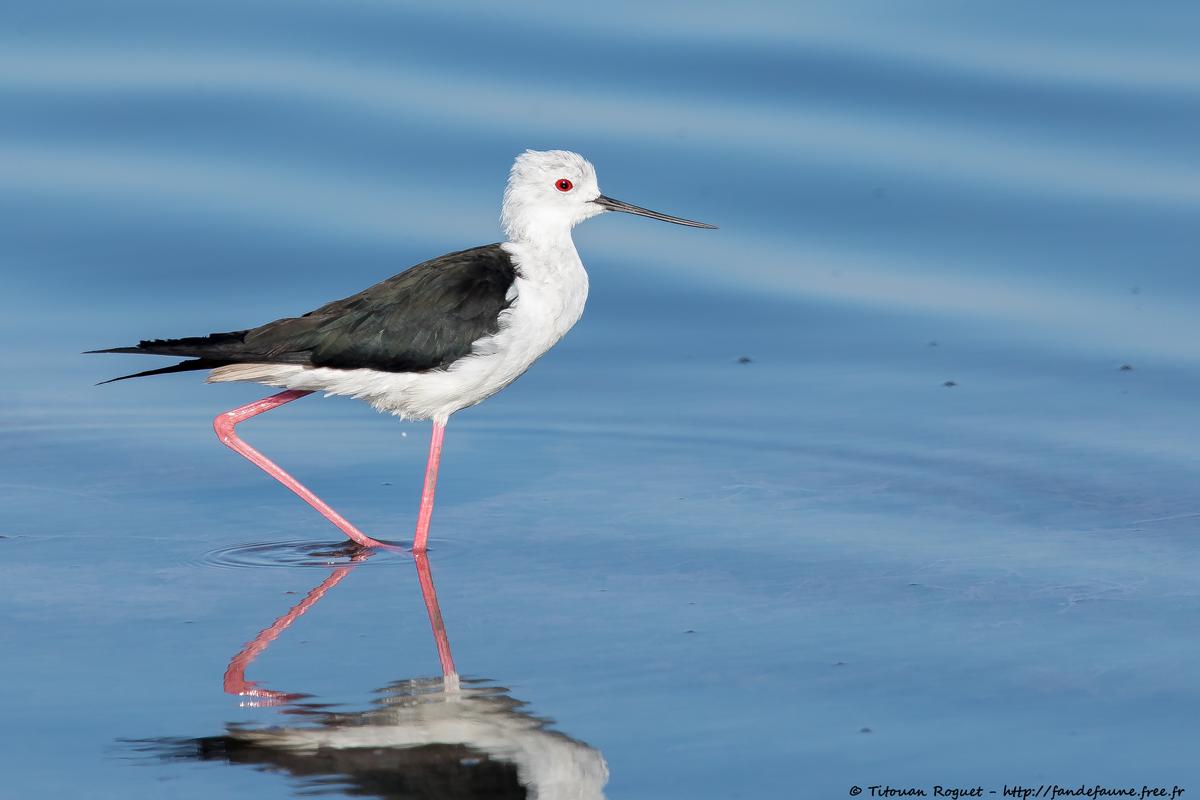 Échasse blanche (Himantopus himantopus) - Black-winged Stilt