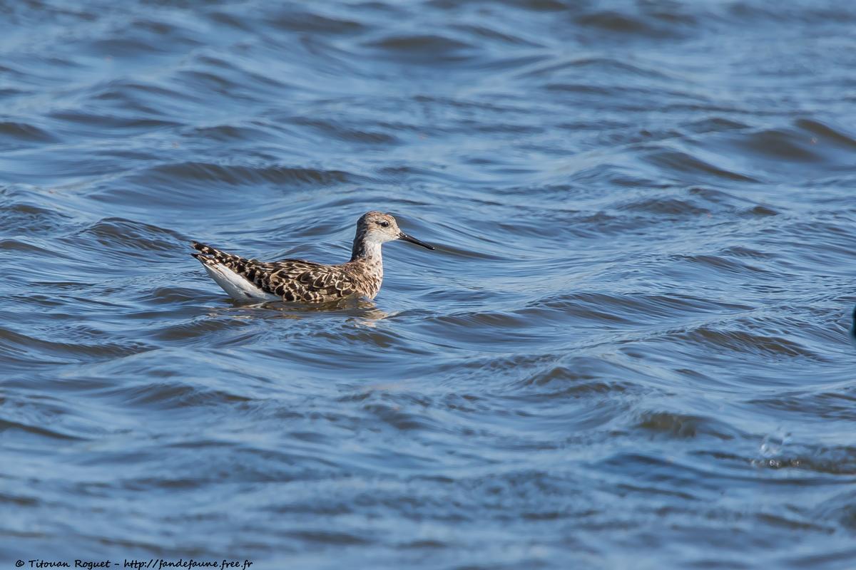 Combattant varié (Calidris pugnax) - Ruff