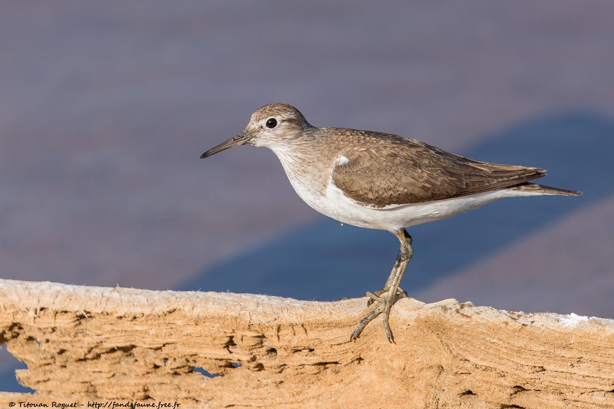 Chevalier guignette (Actitis hypoleucos) - Common Sandpiper