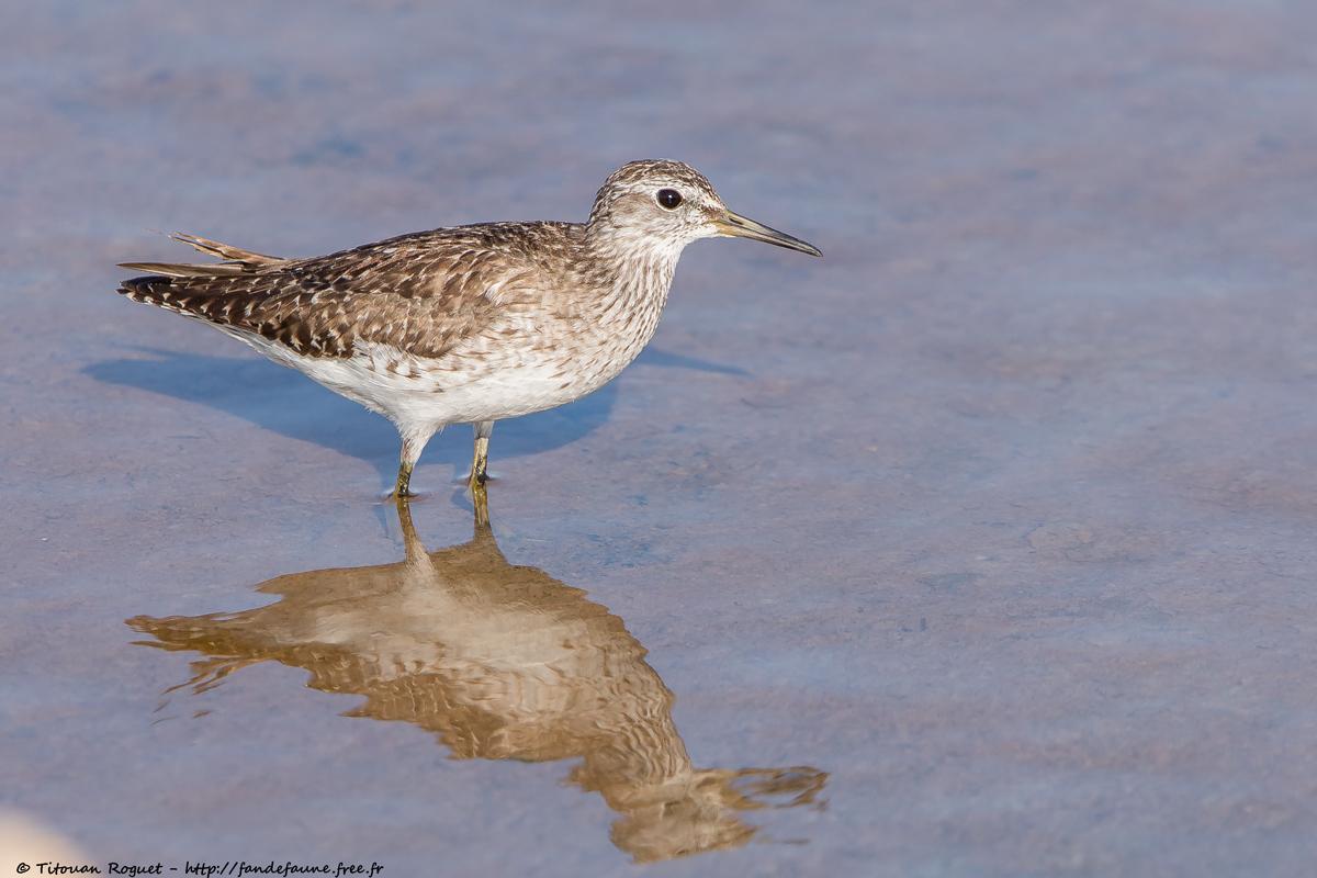 Chevalier sylvain (Tringa glareola) - Wood Sandpiper