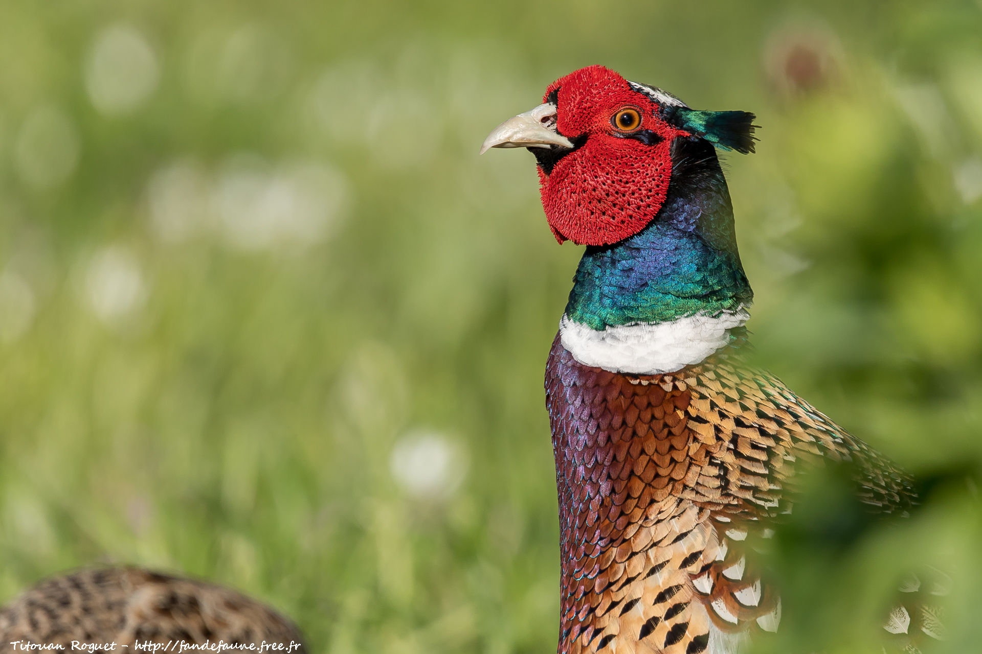 Faisan de Colchide (Phasianus colchicus) - Common Pheasant