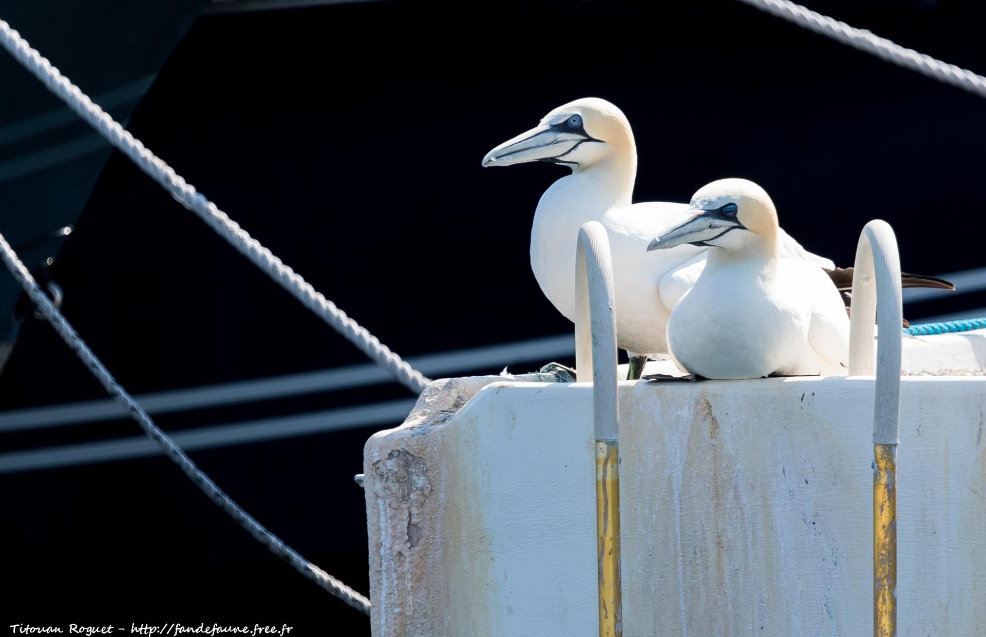 Fou de Bassan (Morus bassanus) - Northern Gannet