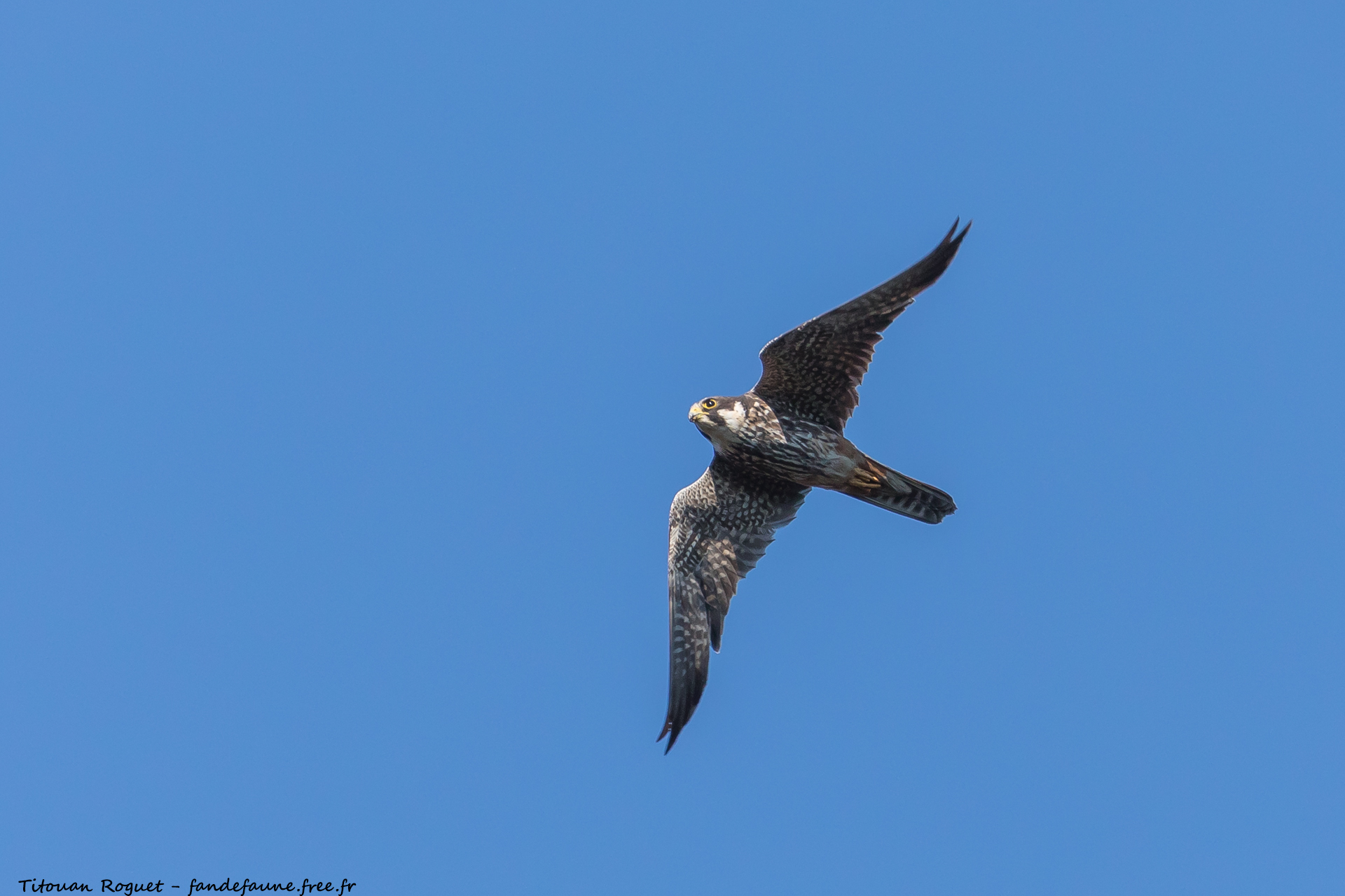 Faucon hobereau (Falco subbuteo) - Eurasian Hobby