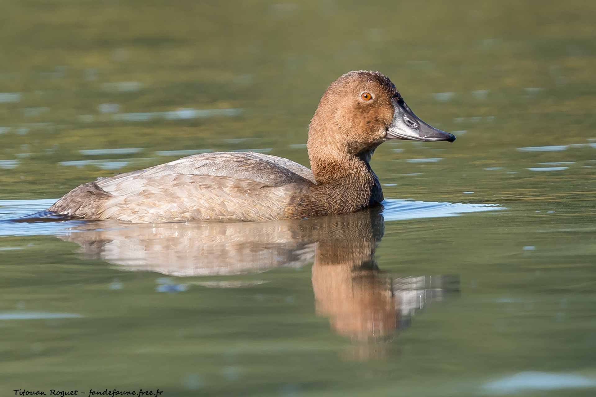 Fuligule milouin (Aythya ferina) - Common Pochard