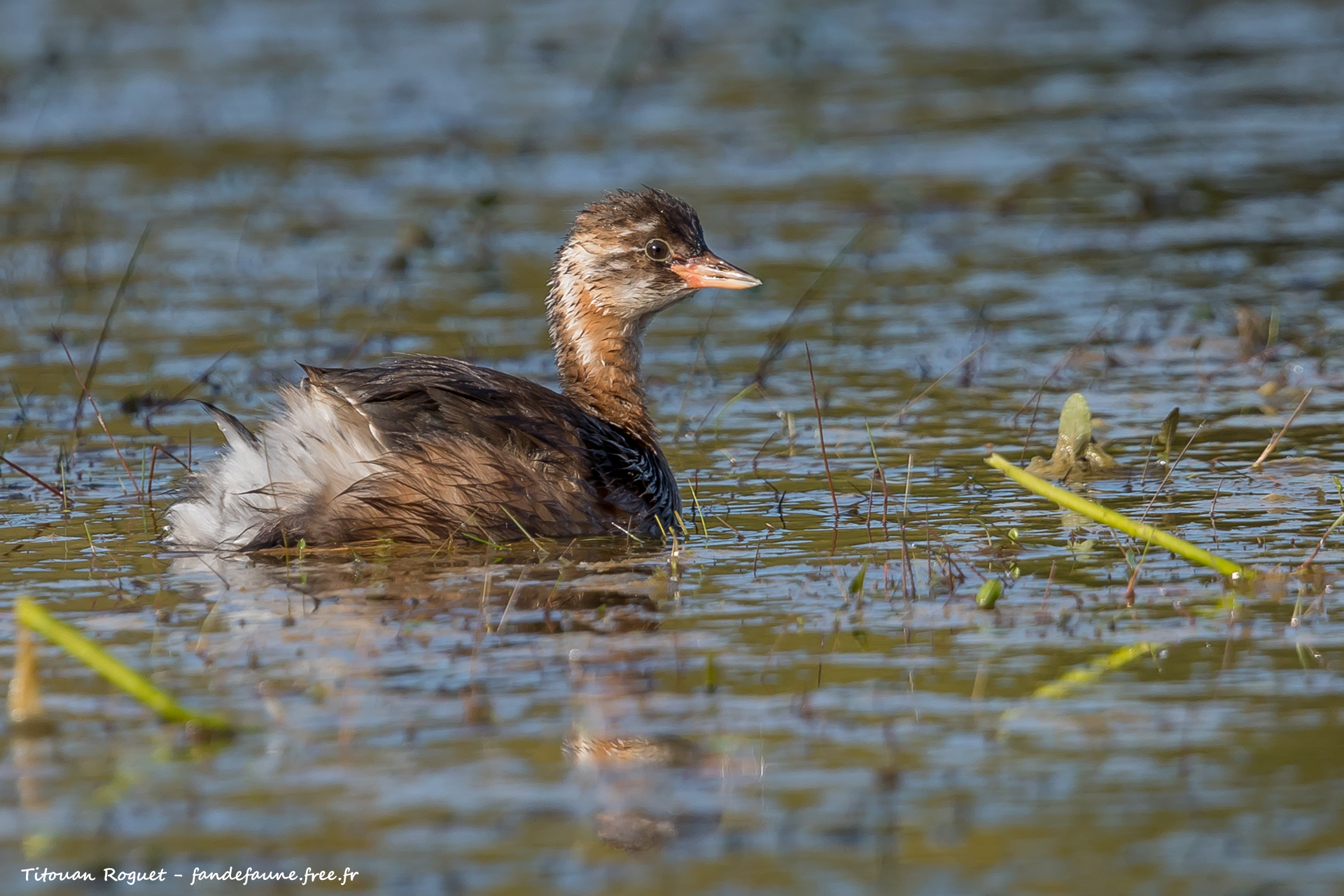 Grèbe castagneux (Tachybaptus ruficollis) - Little Grebe