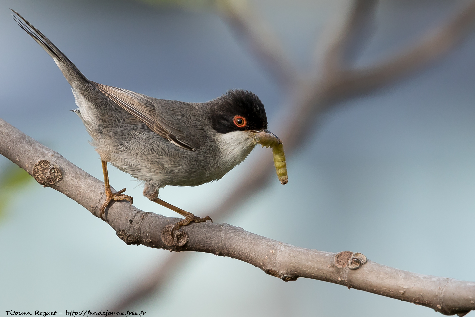 Fauvette mélanocéphale (Curruca melanocephala) - Sardinian Warbler