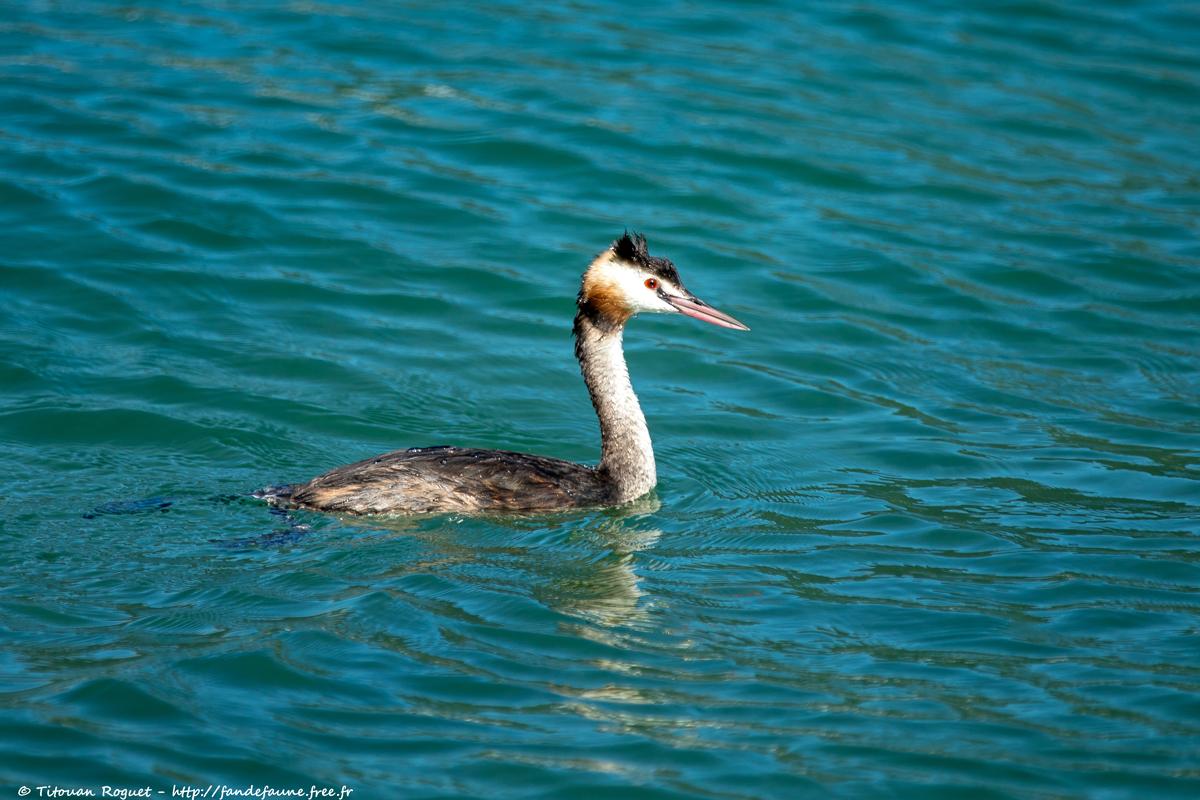 Grèbe huppé (Podiceps cristatus) - Great Crested Grebe