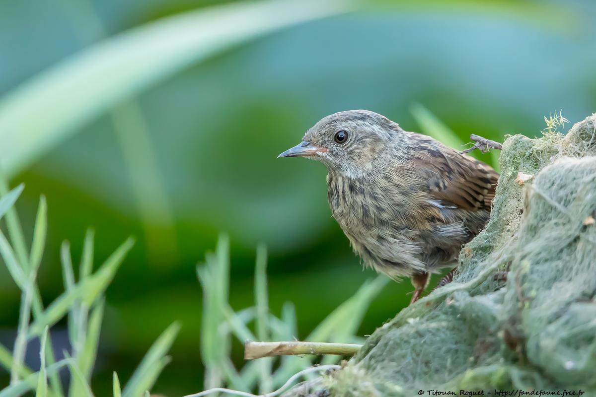 Accenteur mouchet (Prunella modularis) - Dunnock