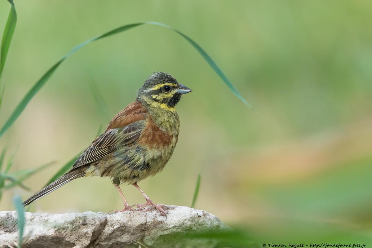 Bruant zizi (Emberiza cirlus) - Cirl Bunting
