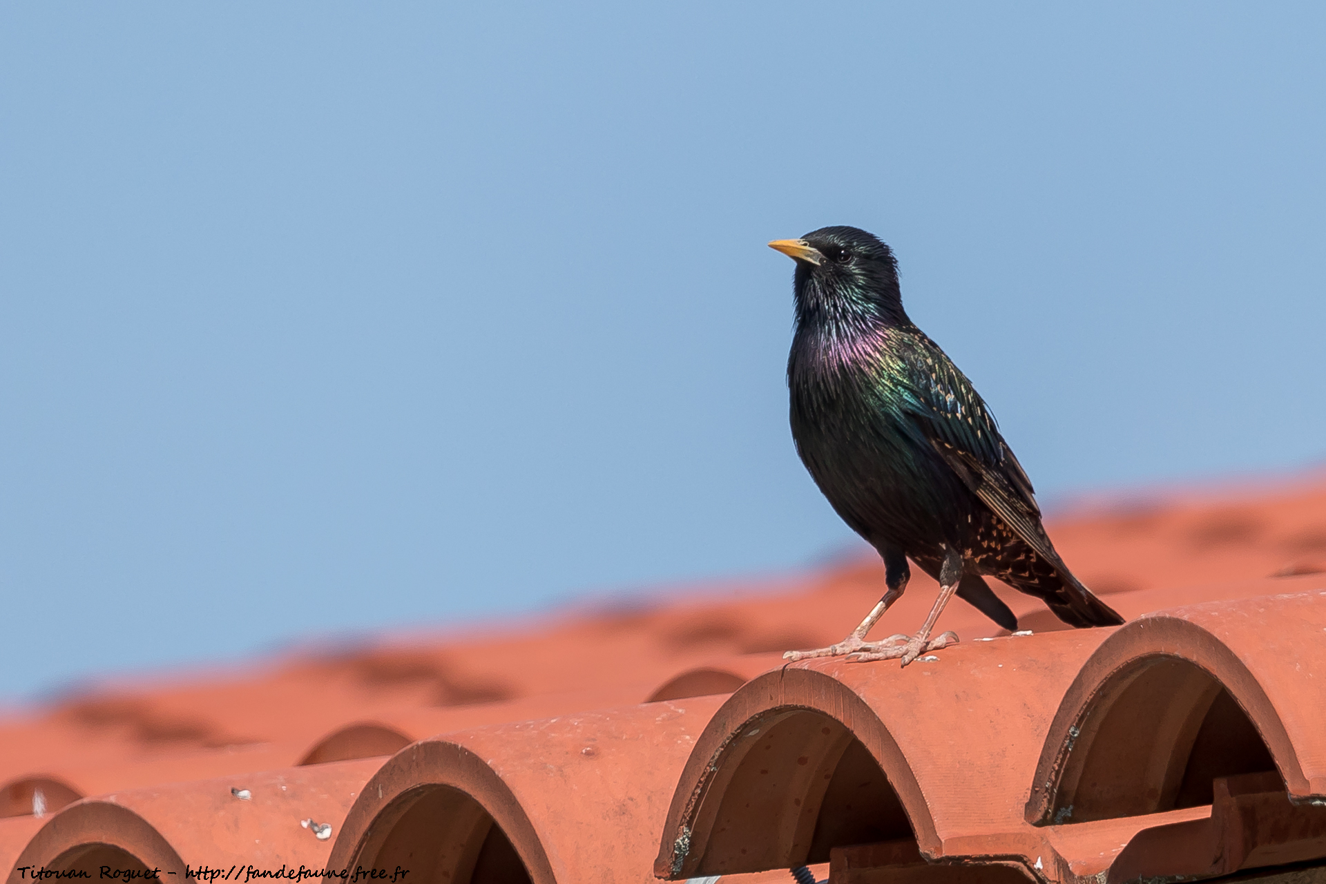 Étourneau sansonnet (Sturnus vulgaris) - Common Starling