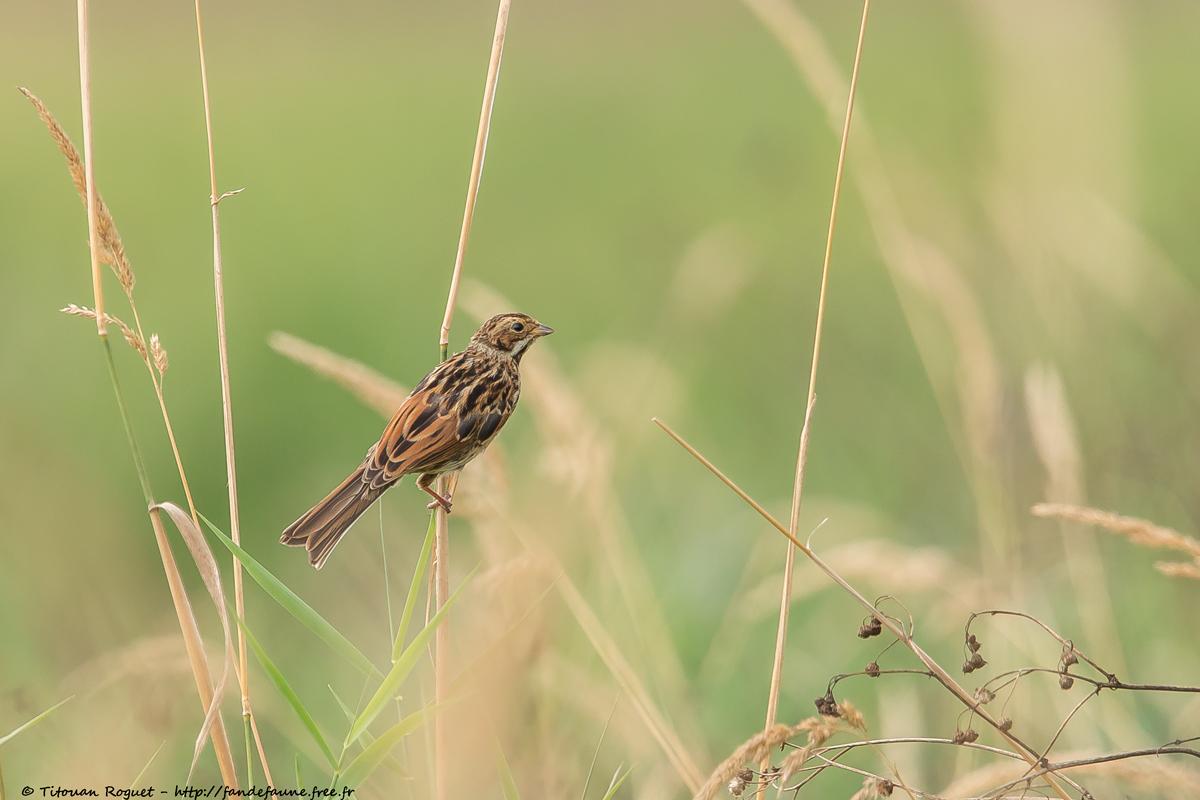 Bruant des roseaux (Emberiza schoeniclus) - Common Reed Bunting