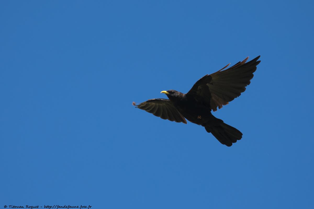Chocard à bec jaune (Pyrrhocorax graculus) - Alpine Chough