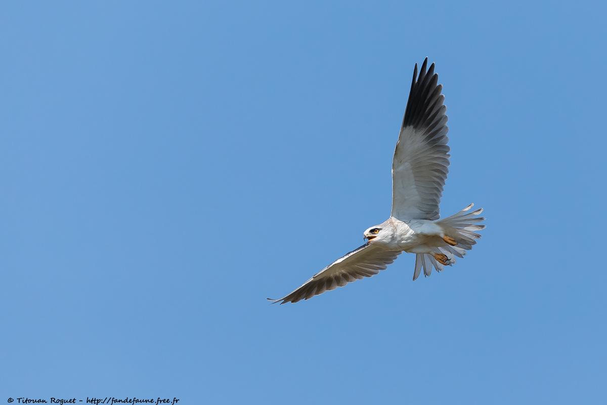 Élanion blanc (Elanus caeruleus) - Black-winged Kite